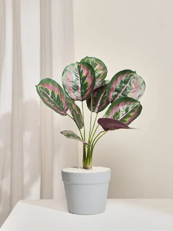 Women's tie - dye festival pants Straight - leg women jeans with a classic and timeless appeal Westside Home Calathea Decorative Plant Women's tie - dye festival pants Straight - leg women jeans with a classic and timeless appeal Westside Home Calathea Decorative Plant